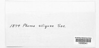Phoma siliquae image